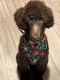 Poodle Puppies for sale in Rockland, MA, USA. price: $1,200