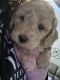 Poodle Puppies for sale in Tucson, AZ, USA. price: $1,400