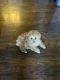 Poodle Puppies for sale in Las Vegas, NV, USA. price: $2,000