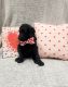 Poodle Puppies for sale in Port Orchard, WA, USA. price: NA