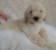 Poodle Puppies for sale in Kenton, OH 43326, USA. price: $500