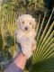 Poodle Puppies for sale in Roseville, CA 95747, USA. price: NA