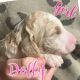 Poodle Puppies for sale in Clanton, AL, USA. price: $200
