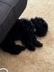 Poodle Puppies for sale in Harrisburg, NC 28075, USA. price: $900