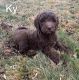 Poodle Puppies for sale in Jeffersonville, KY 40337, USA. price: $500