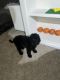 Poodle Puppies for sale in Scottsdale, AZ, USA. price: $1,800