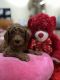Poodle Puppies for sale in Atlanta, GA 30309, USA. price: $1,300