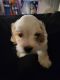 Poodle Puppies for sale in 21945 46 Ave, Langley, BC V3A 3J5, Canada. price: NA