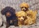 Poodle Puppies for sale in Ozark, AL 36360, USA. price: NA