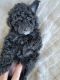 Poodle Puppies for sale in Henderson, NV, USA. price: $900