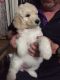 Poodle Puppies for sale in Lehigh Acres, FL 33972, USA. price: NA