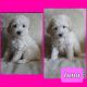 Poodle Puppies for sale in Branford, CT 06405, USA. price: $700