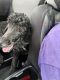 Poodle Puppies for sale in Metairie, LA, USA. price: NA