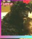 Poodle Puppies for sale in Monroe, LA, USA. price: $450