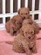 Poodle Puppies for sale in Arlington, TX 76014, USA. price: $1,500