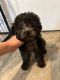 Poodle Puppies for sale in Round Rock, TX, USA. price: $1,800