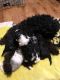 Poodle Puppies for sale in Cypress, TX, USA. price: $950
