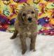 Poodle Puppies for sale in Dundee, OH 44624, USA. price: NA