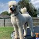 Poodle Puppies for sale in Huntersville, NC 28078, USA. price: $1,500