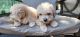 Poodle Puppies for sale in Perris, CA, USA. price: $400