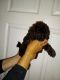 Poodle Puppies for sale in Mineral, VA 23117, USA. price: $700