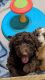 Poodle Puppies for sale in Cicero, IL, USA. price: NA