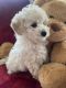 Poodle Puppies for sale in Terryville, Plymouth, CT, USA. price: NA