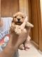 Poodle Puppies for sale in Liberty, TX, USA. price: $2,500