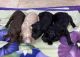 Poodle Puppies for sale in Winston-Salem, NC, USA. price: NA