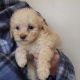 Poodle Puppies for sale in Mountain Home, AR, USA. price: $1,200
