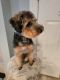 Poodle Puppies for sale in Williamsburg, VA, USA. price: NA