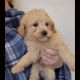 Poodle Puppies for sale in Mountain Home, AR, USA. price: $1,200