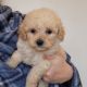 Poodle Puppies for sale in Mountain Home, AR, USA. price: $900