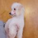 Poodle Puppies for sale in Mountain Home, AR, USA. price: $900