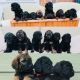 Poodle Puppies for sale in Hudson, NC 28638, USA. price: $1,800