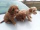 Poodle Puppies for sale in Columbia, MD, USA. price: $1,000