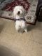 Poodle Puppies for sale in Manhattan, New York, NY, USA. price: $200