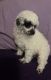 Poodle Puppies for sale in Montevallo, AL 35115, USA. price: $900