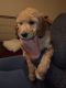 Poodle Puppies for sale in Fernley, NV, USA. price: NA