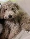 Poodle Puppies for sale in Springbrook Rd, Nanuet, NY, USA. price: $1,700