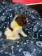 Poodle Puppies for sale in Casa Grande, AZ, USA. price: $2,500