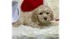 Poodle Puppies for sale in Florida St, San Francisco, CA, USA. price: NA