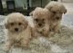 Poodle Puppies for sale in Delhi, CA 95315, USA. price: $600