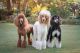Poodle Puppies for sale in Athens, TX, USA. price: NA
