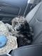 Poodle Puppies for sale in Mooresville, NC, USA. price: NA