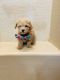 Poodle Puppies for sale in Gilbert, AZ, USA. price: $950