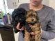 Poodle Puppies for sale in Boyertown, PA 19512, USA. price: NA