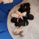 Poodle Puppies for sale in Springfield, MO, USA. price: $900