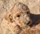 Poodle Puppies for sale in Newberry Springs, CA 92365, USA. price: NA