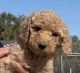 Poodle Puppies for sale in Newberry Springs, CA 92365, USA. price: NA